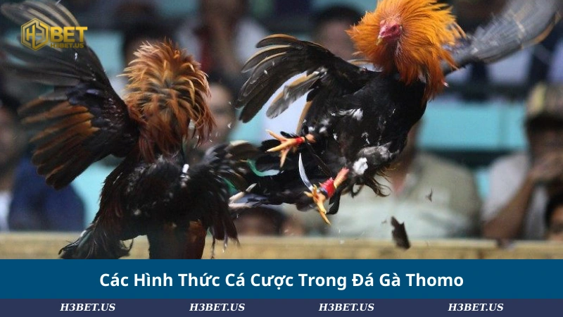 Các Hình Thức Cá Cược Trong Đá Gà Thomo