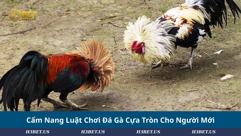 Cẩm Nang Luật Chơi Đá Gà Cựa Tròn Cho Người Mới