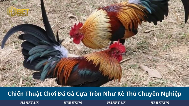 Chiến Thuật Chơi Đá Gà Cựa Tròn Cao Tay Như Kê Thủ Chuyên Nghiệp