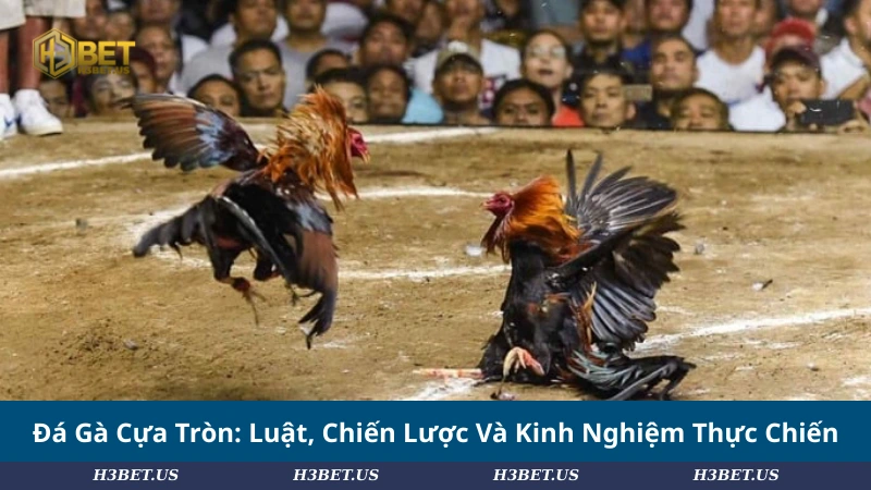 Đá Gà Cựa Tròn: Luật, Chiến Lược Và Kinh Nghiệm Thực Chiến