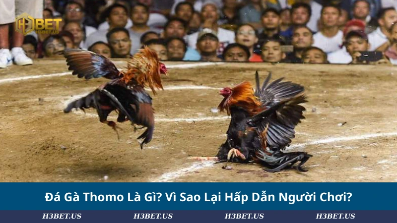 Đá Gà Thomo Là Gì? Vì Sao Lại Hấp Dẫn Người Chơi?