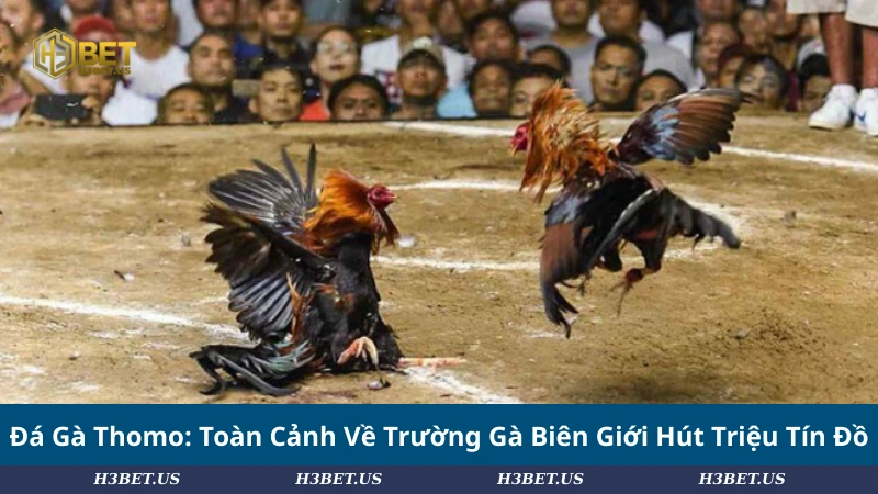 Đá Gà Thomo: Toàn Cảnh Về Trường Gà Biên Giới Hút Triệu Tín Đồ
