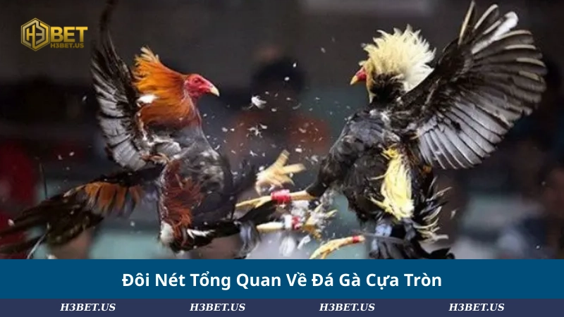 Đôi Nét Tổng Quan Về Đá Gà Cựa Tròn