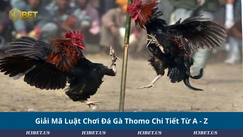 Giải Mã Luật Chơi Đá Gà Thomo Chi Tiết Từ A - Z