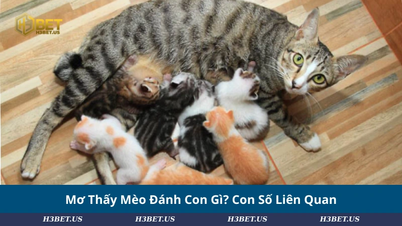 Mơ Thấy Mèo Đánh Con Gì? Con Số Liên Quan