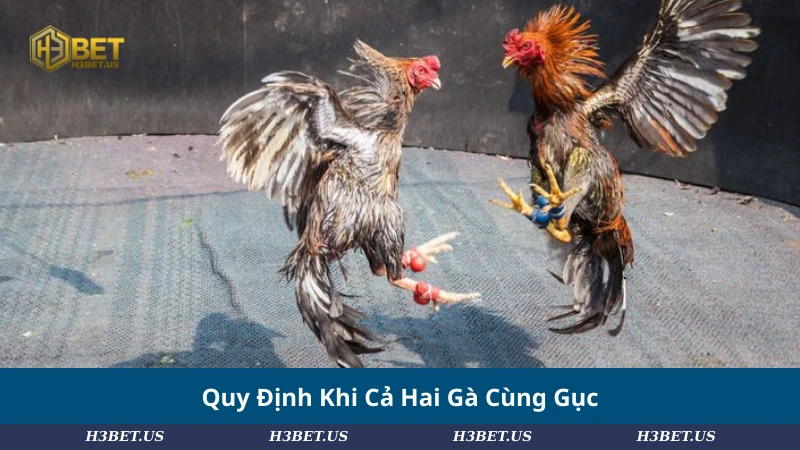 Quy Định Khi Cả Hai Gà Cùng Gục