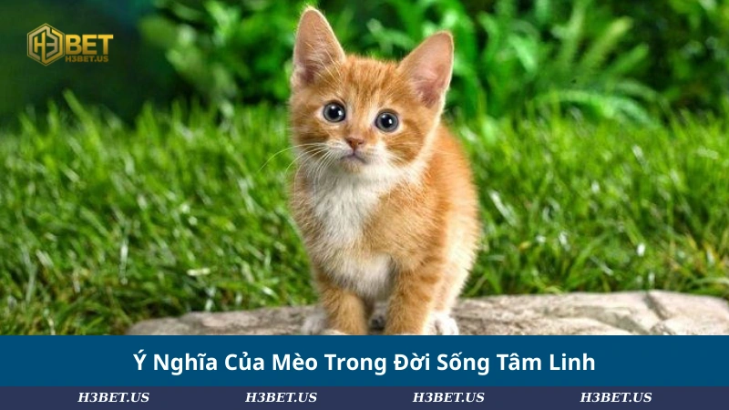 Ý Nghĩa Của Mèo Trong Đời Sống Tâm Linh